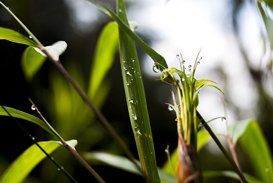 Close-up of green bamboo leaves with water droplets