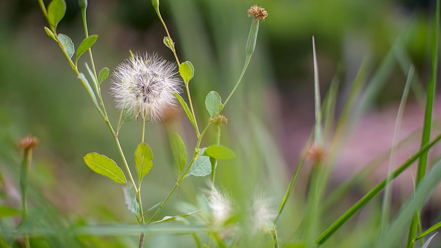 Close-up of a dandelion seed head in a green meadow