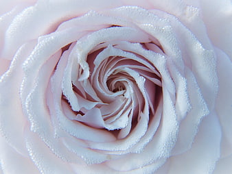 Close-up of a pale pink rose with dew drops on petals
