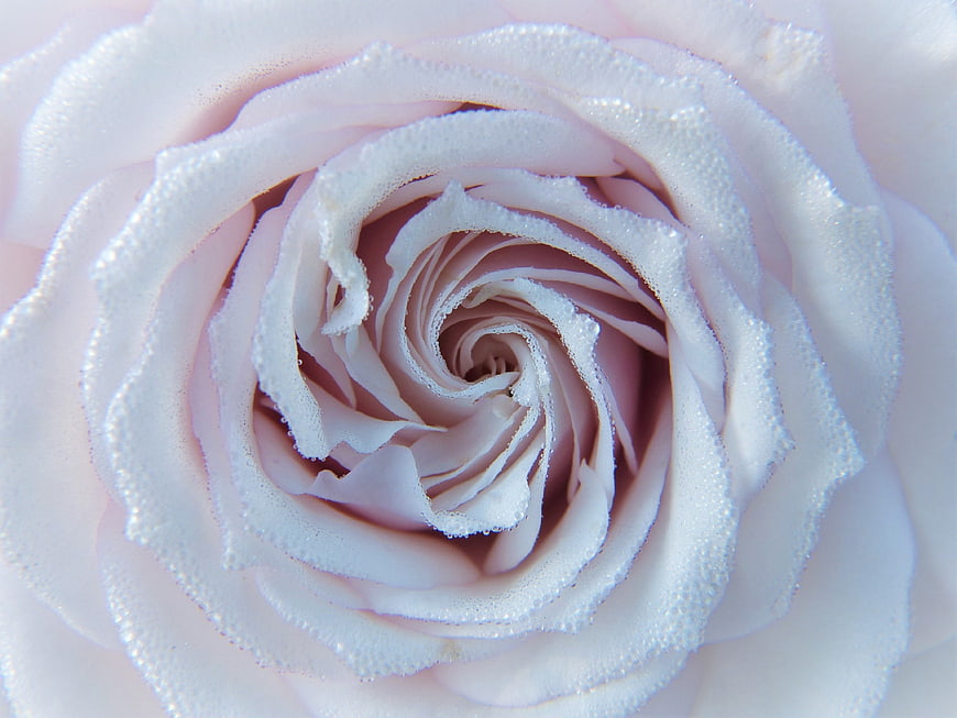 Close-up of a pale pink rose with dew drops on petals