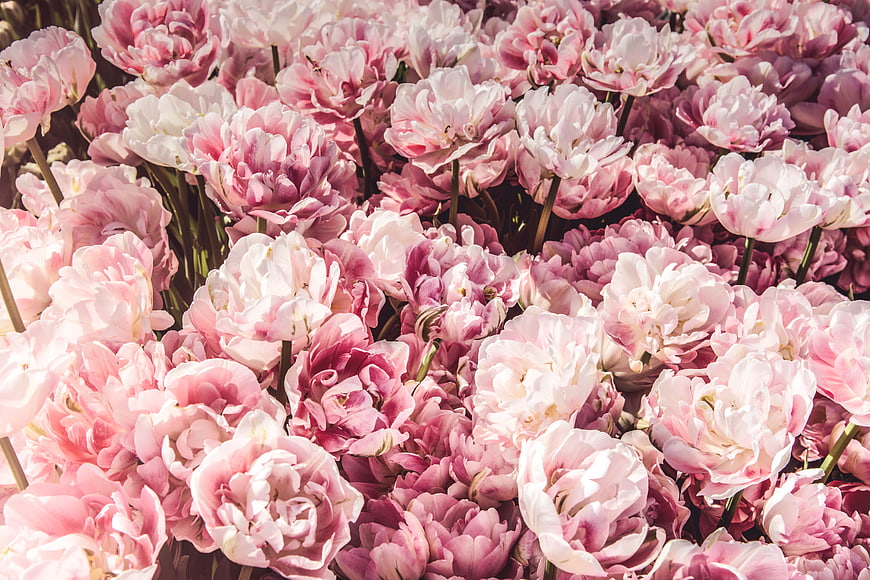 Close-up of vibrant pink and white double tulips in a dense bouquet