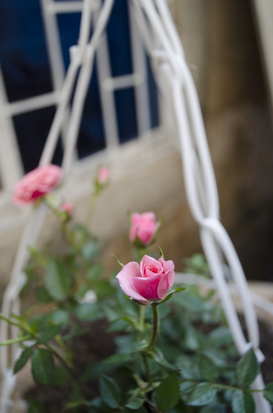 Pink Rose Bud in White Hanging Planter