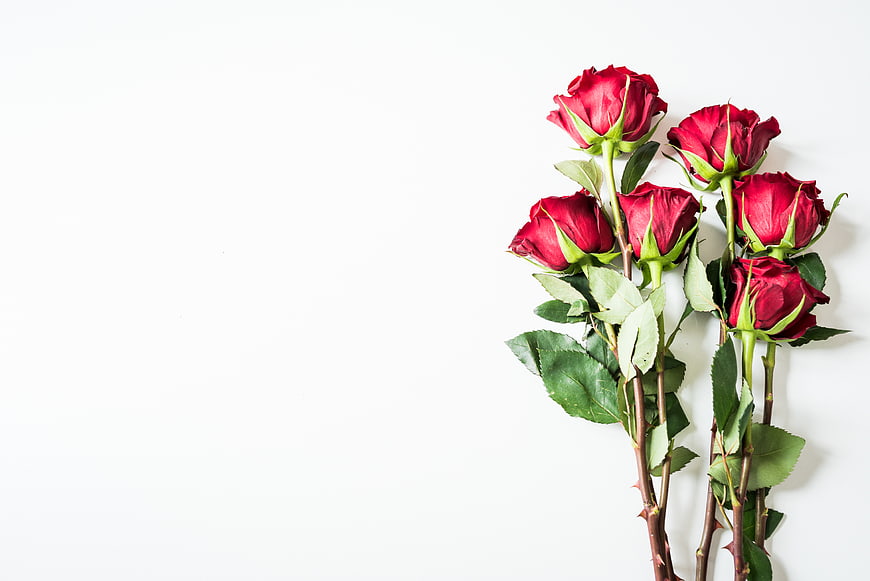 Red Roses Flat Lay on White Background