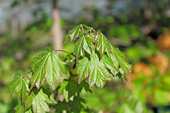 Fresh green maple leaves in spring sunlight