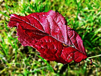 Vibrant red autumn leaf on green grass background