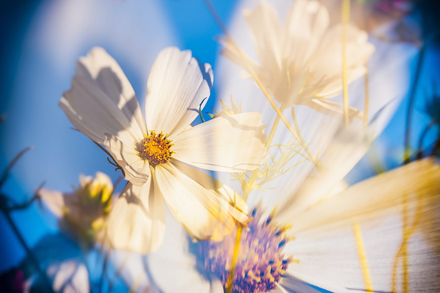 Double Exposure White Cosmos Flowers Against Blue Sky