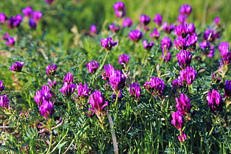 Vibrant purple wildflowers blooming in a sunny green meadow