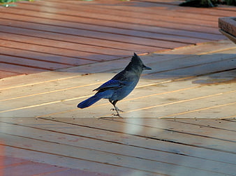 Steller's Jay Walking on Wooden Deck Planks