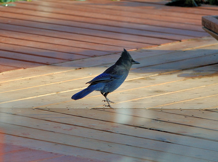 Steller's Jay Walking on Wooden Deck Planks
