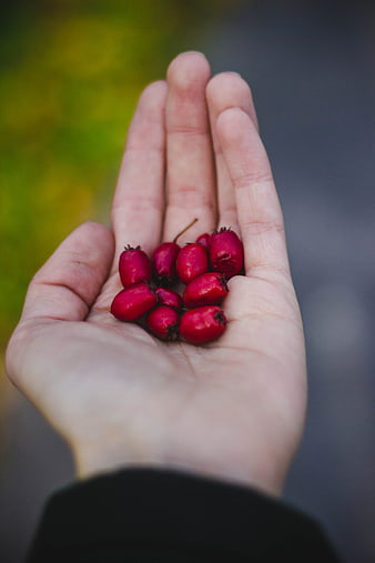Hand holding red rose hips with blurred background