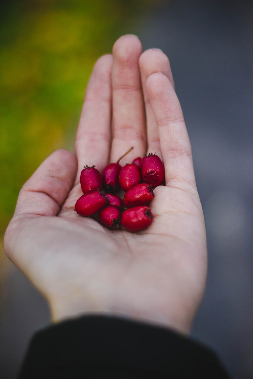 Hand holding red rose hips with blurred background