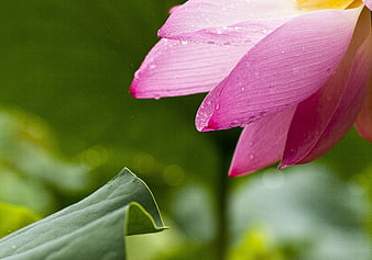 Close-up of pink lotus flower with water droplets
