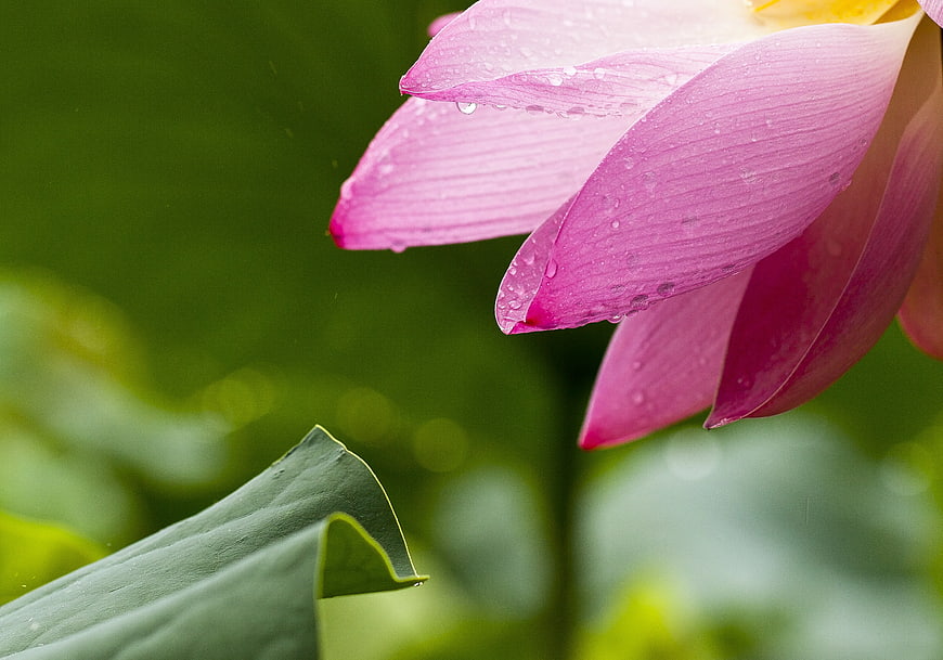 Close-up of pink lotus flower with water droplets
