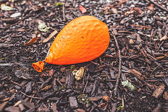 Deflated orange balloon on dark wood mulch ground