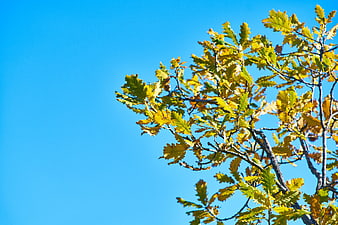 Autumn Oak Leaves Against Clear Blue Sky