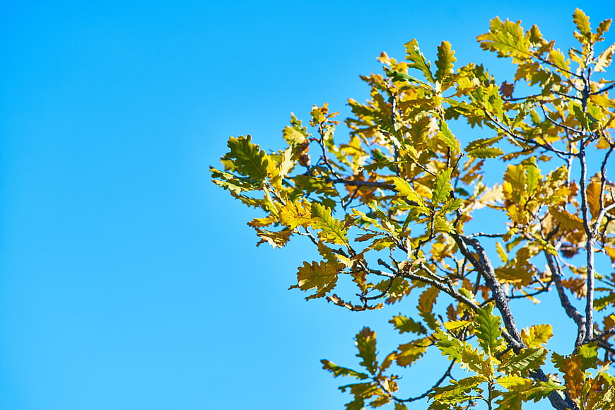 Autumn Oak Leaves Against Clear Blue Sky