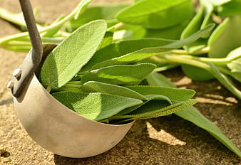 Fresh Sage Leaves in Vintage Metal Ladle