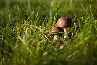 Wild Brown Mushrooms Growing in Green Grass