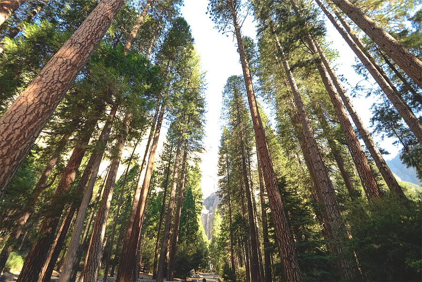 Low angle view of towering redwood trees in a sunlit forest