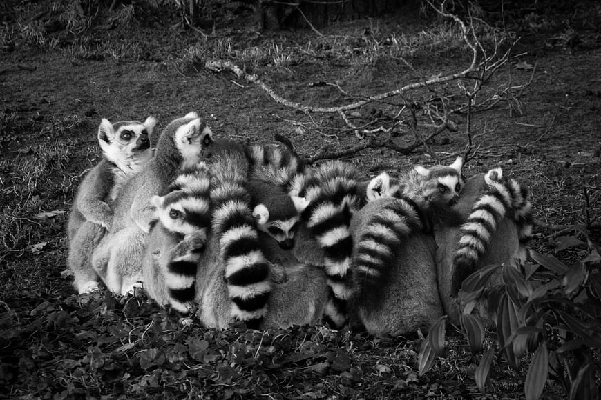 Group of Ring-Tailed Lemurs Huddled Together in Black and White
