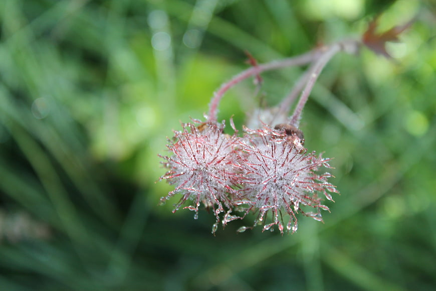 Close-up of wet red flower buds with water droplets on green background