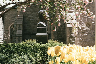 Yellow tulips and pink blossoms in a historic stone garden