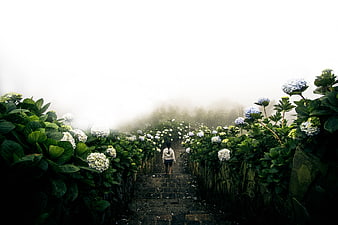 Woman Walking Up Stone Steps in Foggy Hydrangea Garden