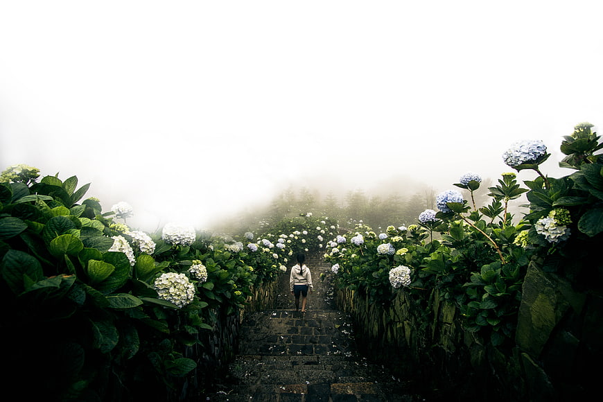 Woman Walking Up Stone Steps in Foggy Hydrangea Garden