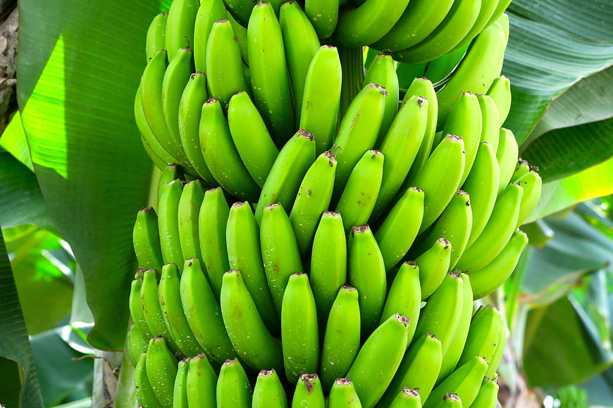 Cluster of Green Bananas Growing on Tropical Plant