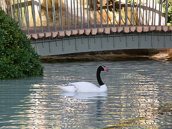 Black-necked Swan Swimming Under a Park Bridge