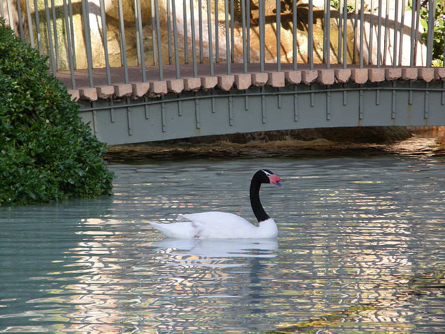 Black-necked Swan Swimming Under a Park Bridge