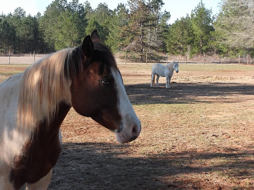 Paint Horse Portrait in Pasture with White Pony Background