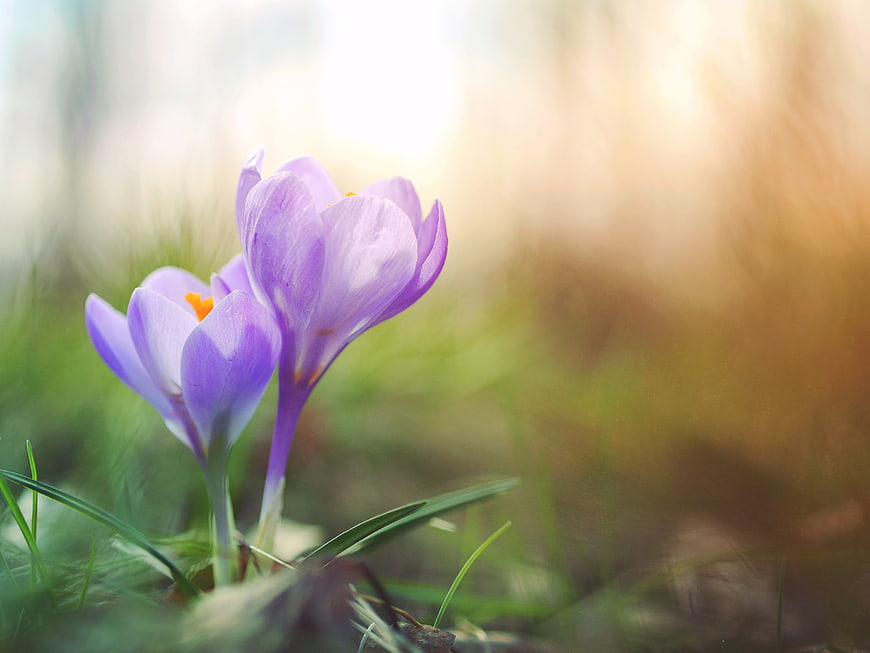 Purple Crocus Flowers Blooming in Spring Grass