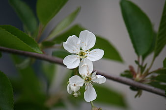Close-up of white cherry blossoms on a branch