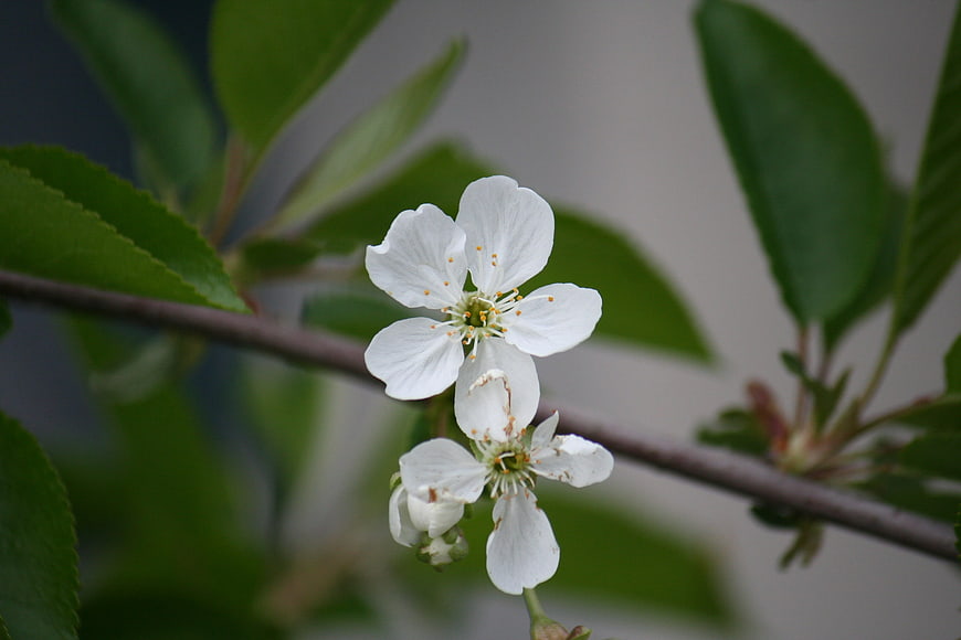 Close-up of white cherry blossoms on a branch