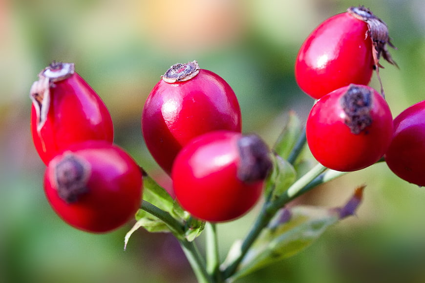 Close-up of vibrant red rose hips on a green stem