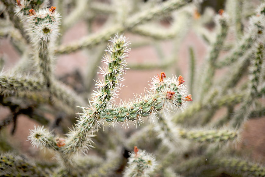 Close-up of Spiny Cholla Cactus with Orange Buds