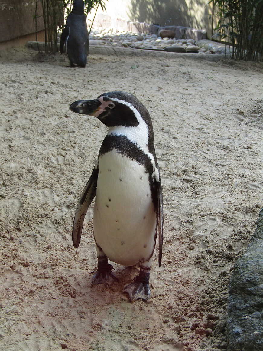 Humboldt penguin standing on sand in zoo enclosure