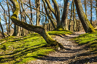 Mossy Forest Trail with Curved Tree Branch