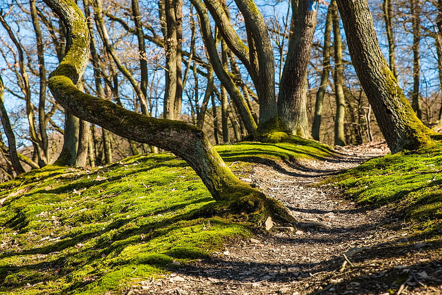 Mossy Forest Trail with Curved Tree Branch