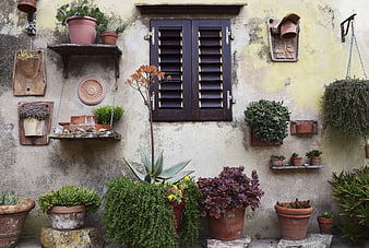 Rustic Mediterranean Wall with Potted Succulents and Shutters