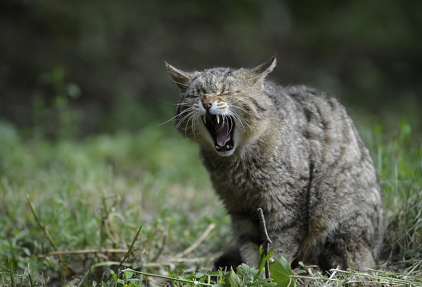 Wildcat Yawning in Grass with Sharp Teeth