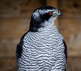 Close-up portrait of a falcon with striking orange eyes
