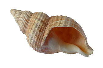 Textured Sea Shell on White Background