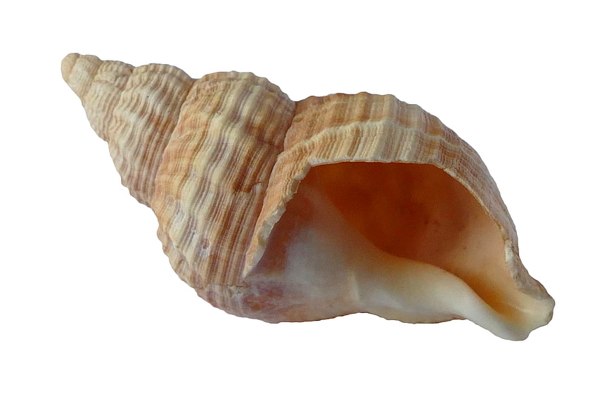 Textured Sea Shell on White Background