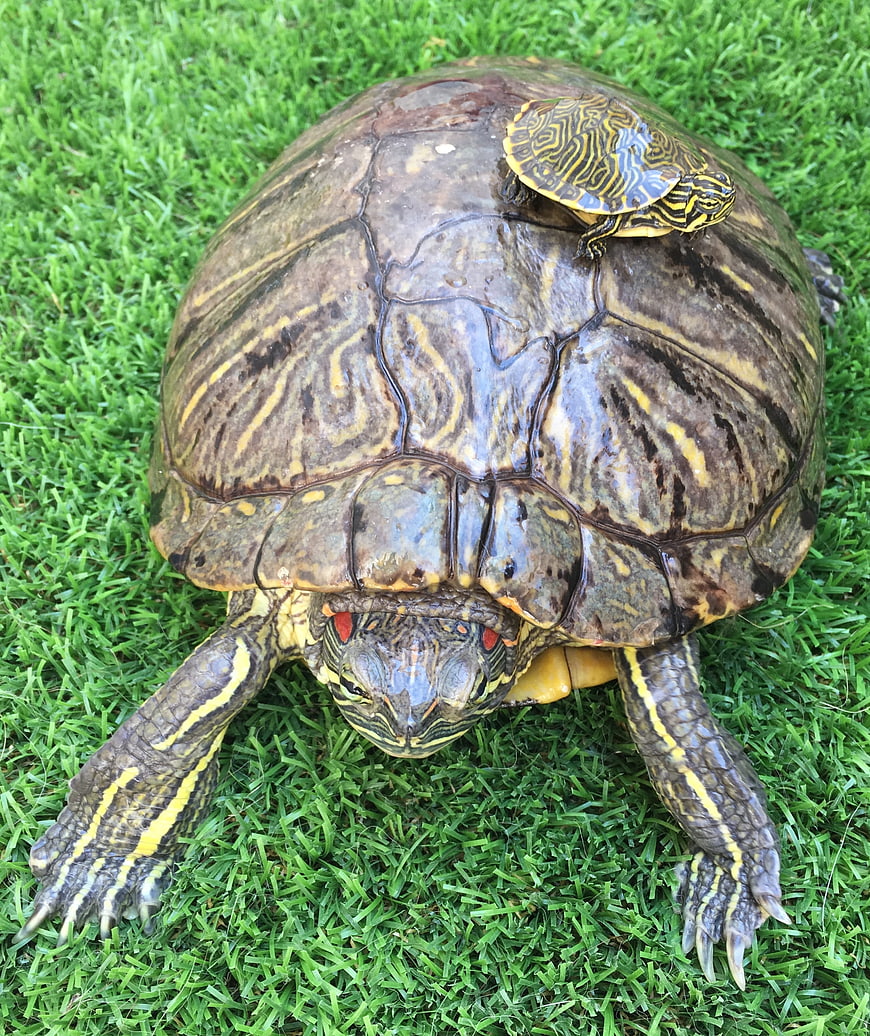 Large Red-Eared Slider Turtle with Baby on Shell