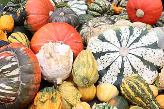 Colorful assortment of heirloom pumpkins and gourds for autumn harvest