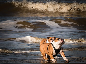 Two English Bulldogs Running on Beach Shore