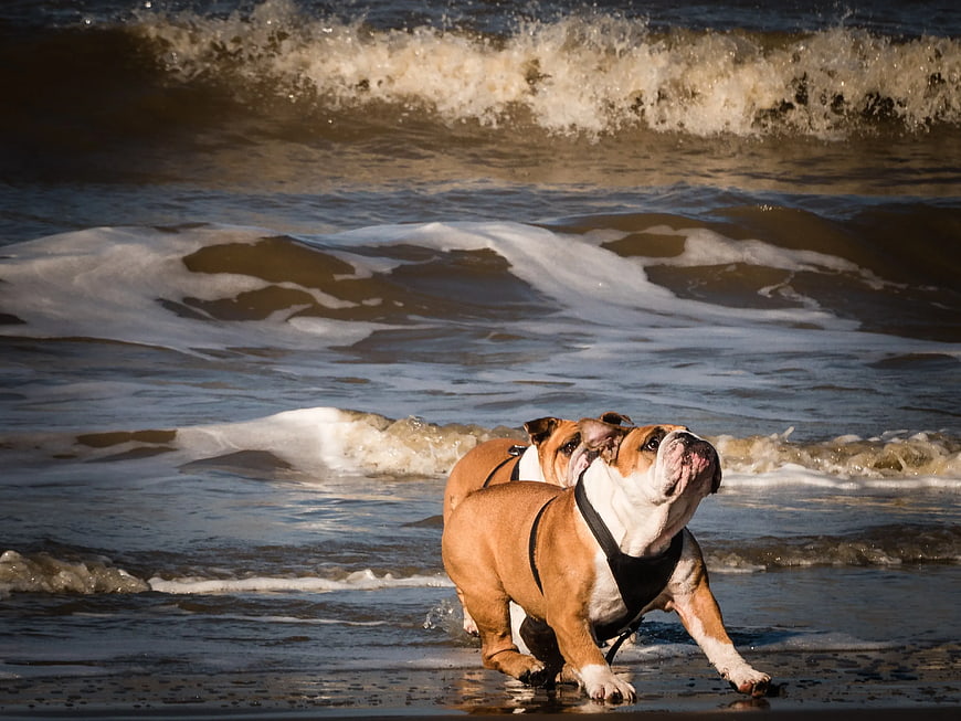 Two English Bulldogs Running on Beach Shore
