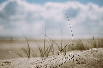 Close-up of beach grass growing in sand dunes under a cloudy sky